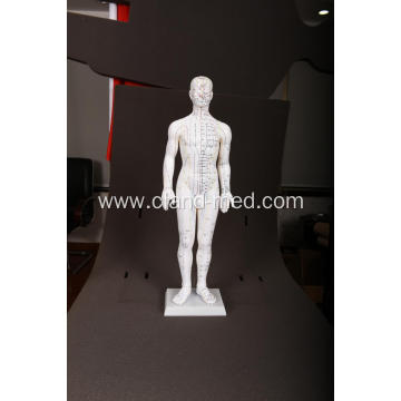MALE ACUPUNCTURE MODEL
